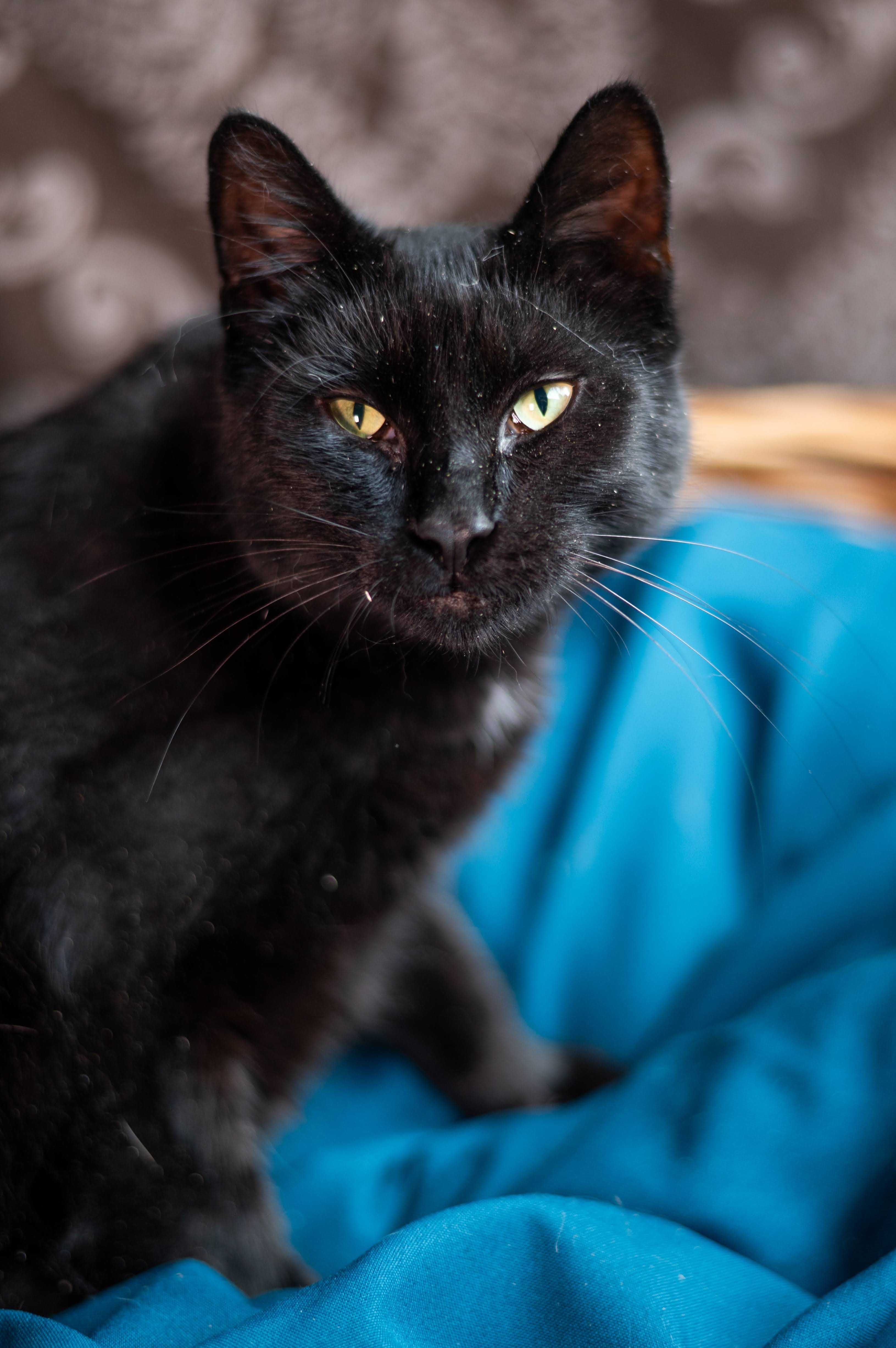 SZPAK MEFISTO kocur do adopcji