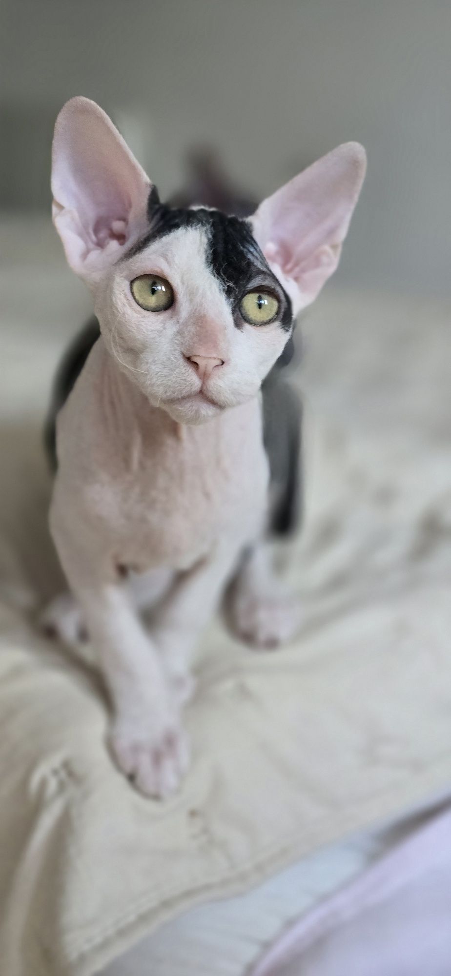 WCF Don Sphynx  kotek