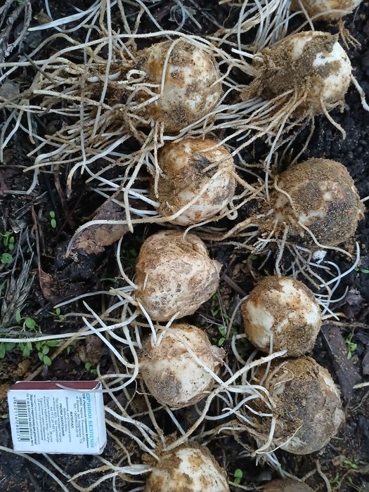 Рябчик императорский или Царская корона