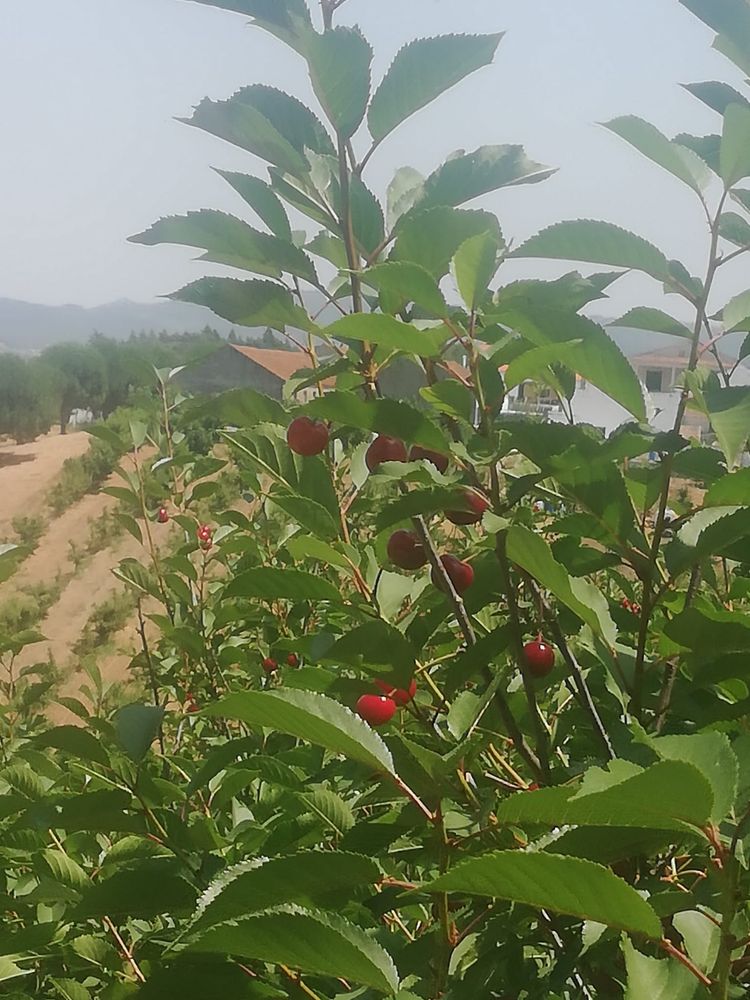 Ginja fresca (colhida no proprio dia)