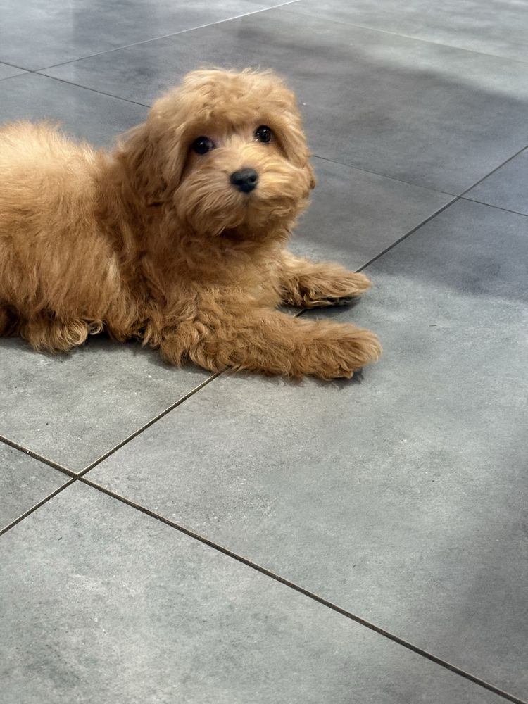 Maltipoo F1 GOTOWY DO ODBIORU, maltańczyk i pudel toy