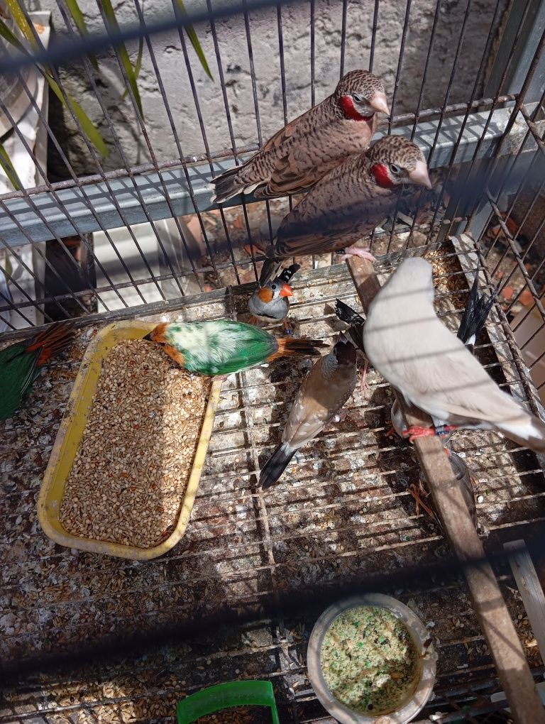 Várias aves para ceder