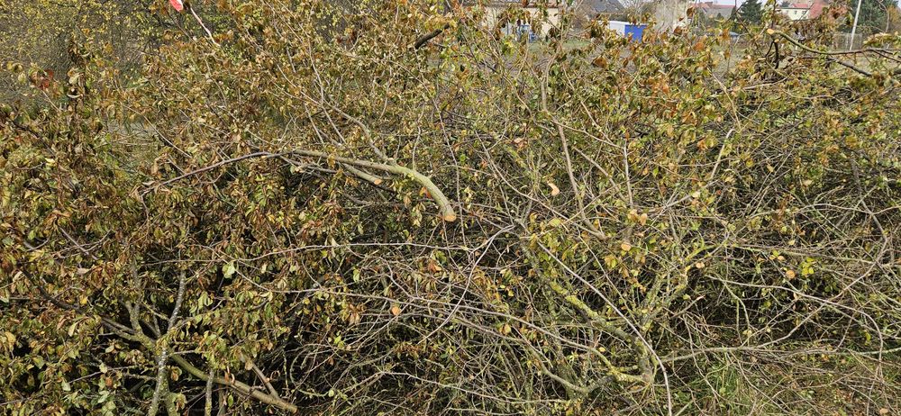 Gałęzie tarniny tarnina tężnia tężnie