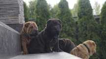 Edgar, samiec Shar Pei,  szczenuak z rodowodem rodzice FCI IMPORTY