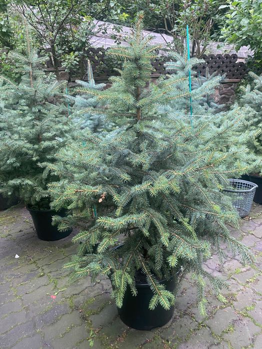 Голубі ялинки вирощені в горщиках