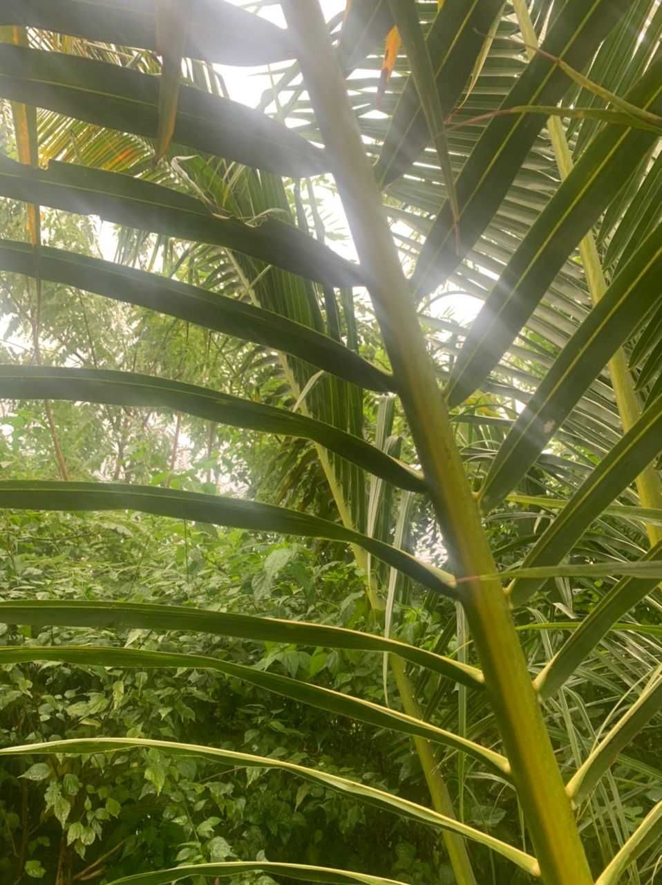 Palma kokosowa Przedsprzedaż Super ceny