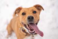 ASTTON | zwariowany pies w typie rasy Staffordshire Bull Terrier