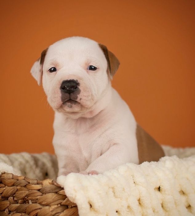 Найкращий хлопчик амстафф в відповідальну родину