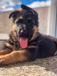 Cachorra filha Penny du val d’Anzin com Vasur Primo Mio Grande