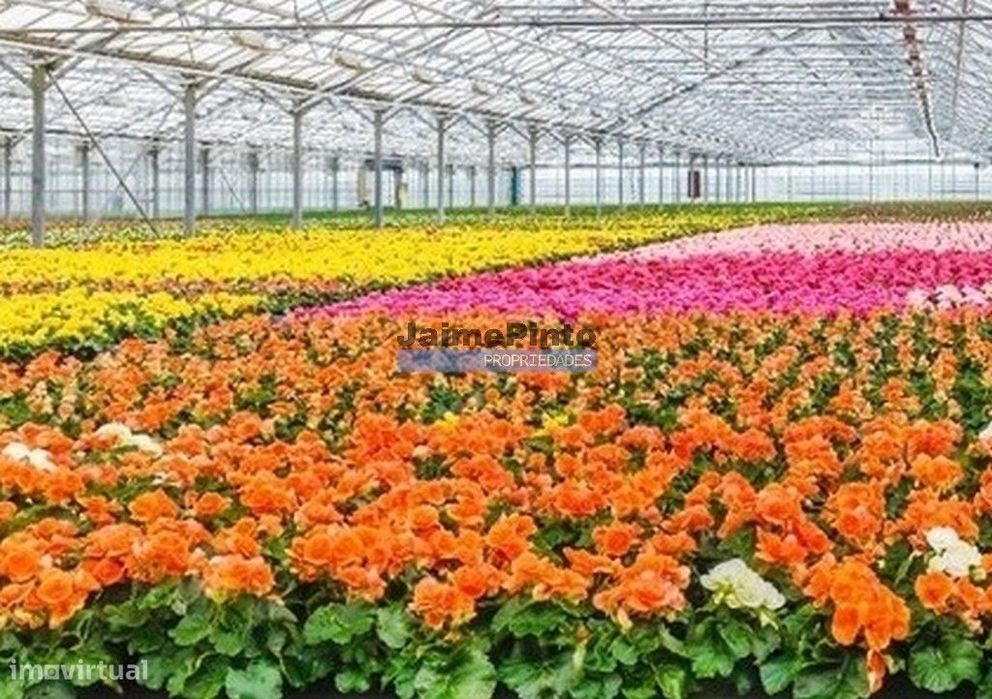 10 Ha terra plantações verduras e casa. Portugal, Algarve, Lagos