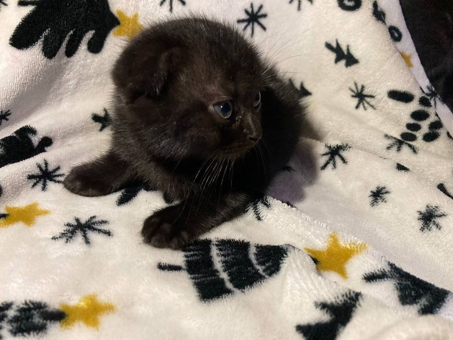 Котенята шукають сім'ю