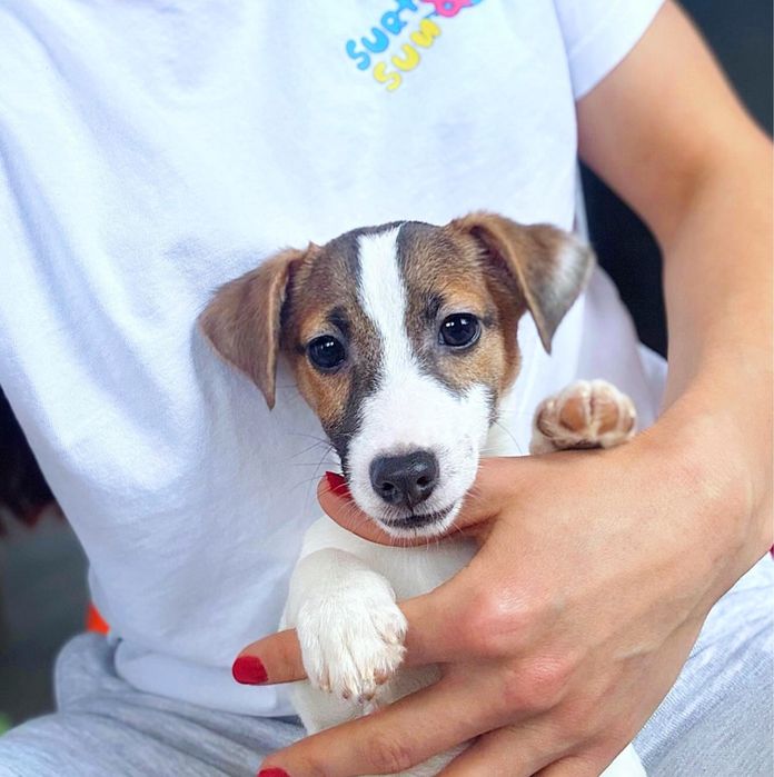 Джек рассел Чудова Дівчинка