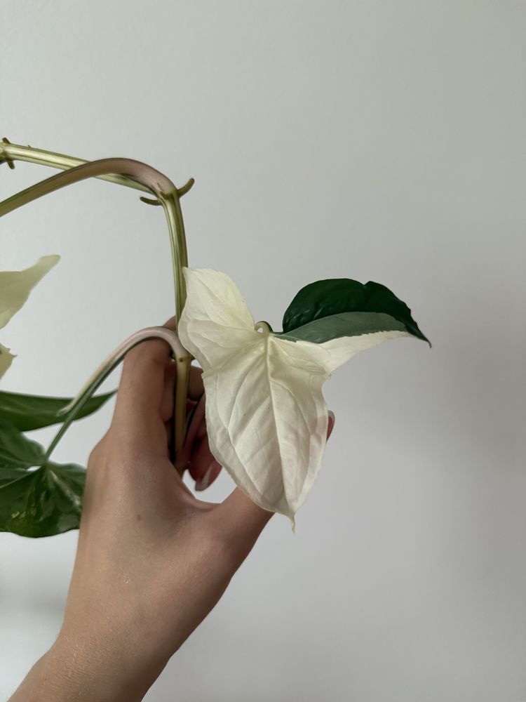 Syngonium emerald gem variegata