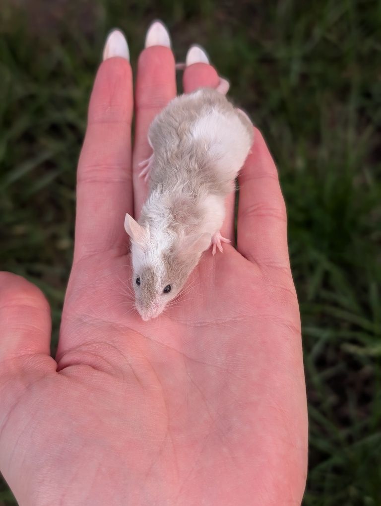 long hair lilac piebald