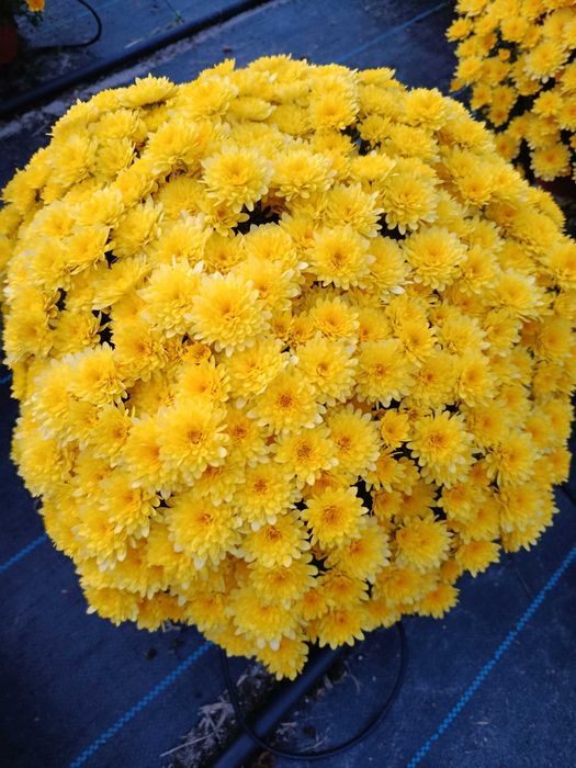 Chryzantemy drobnokwiatowe i wielkokwiatowe