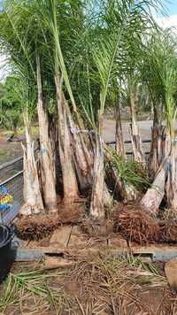 Coqueiros tronco XL grosso de 1 metro a 8 metros de tronco