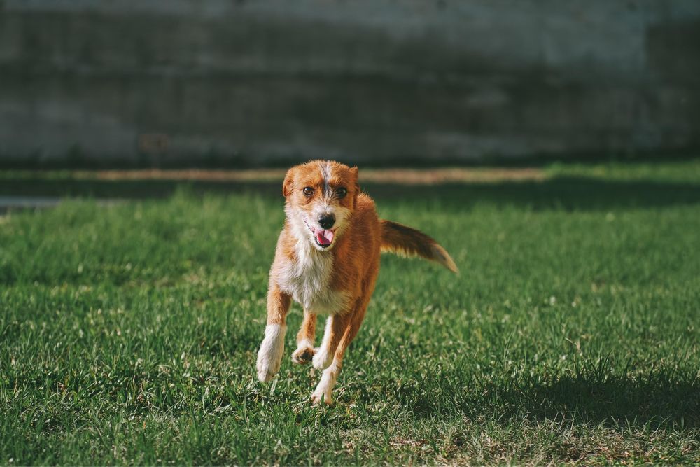 Cão macho para adoção responsável