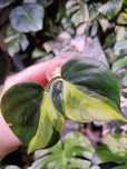 Philodendron Scandens Brazil ukorzeniony