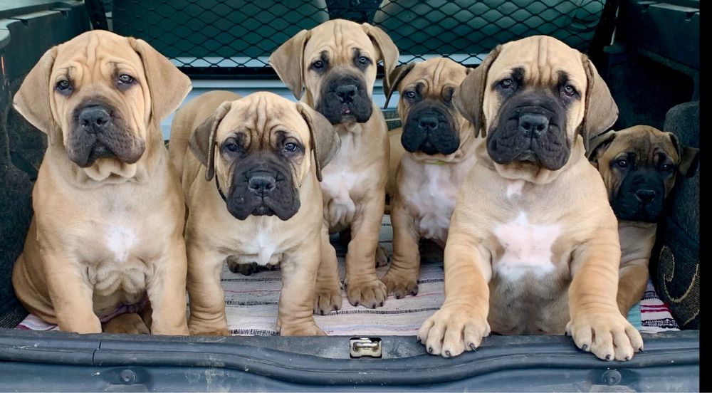 Boerboel Sul Africano