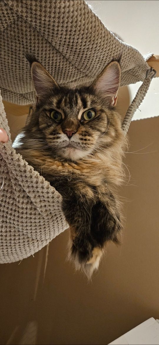 Champion Ami Cats My Love *PL