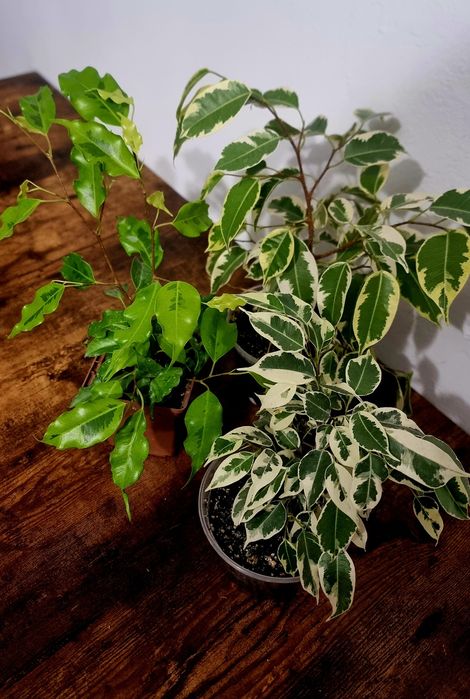 Набір. Фікус бенжаміна. Анастасія. ГолденМонік. Старлайт