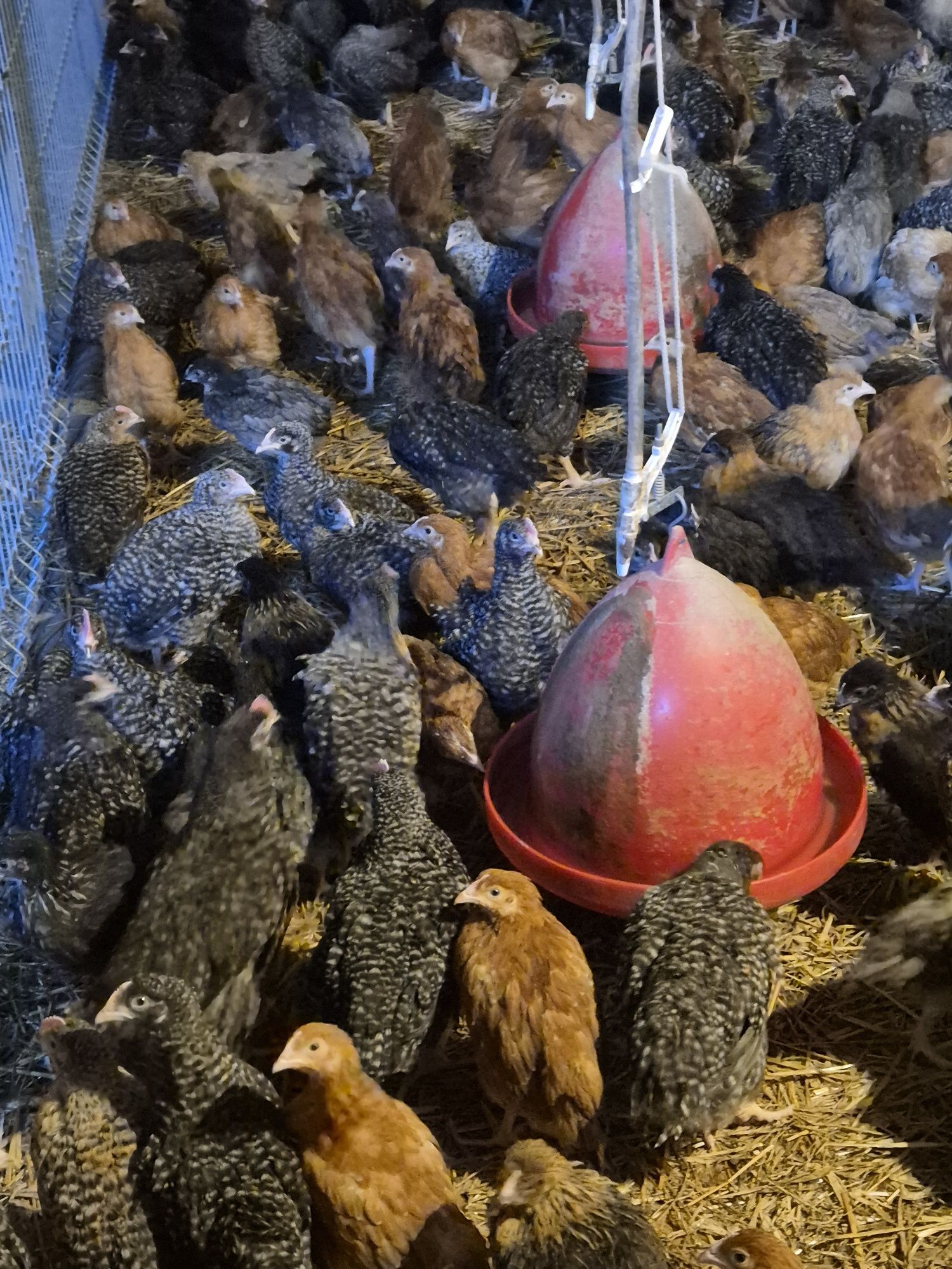 Kurczęta kury koguty