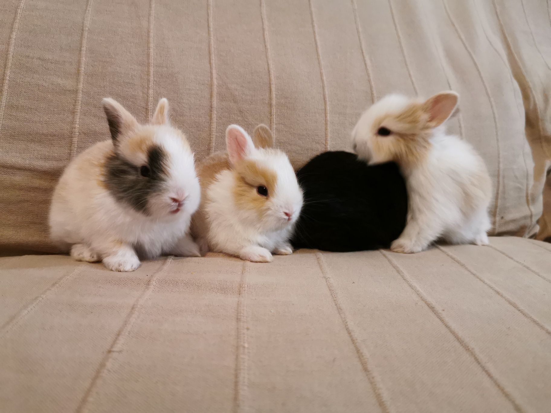 KIT completo coelhos anões mini holandês e minitoy