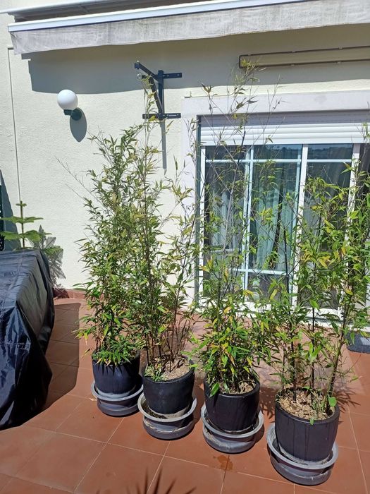 Planta Natural Bambu-preto - Phyllostachys nigra