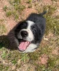 Border Collie suczka