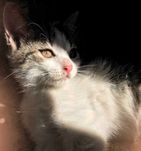 Кішка Кошеня Безкоштовно Прилаштовується