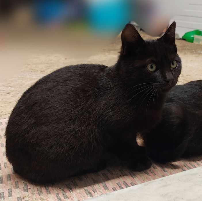 Gatinho para Adoção!