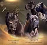 Cane Corso szczenię