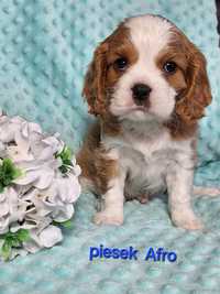 Cavalier King Charles spaniel - piesek z rodowodem