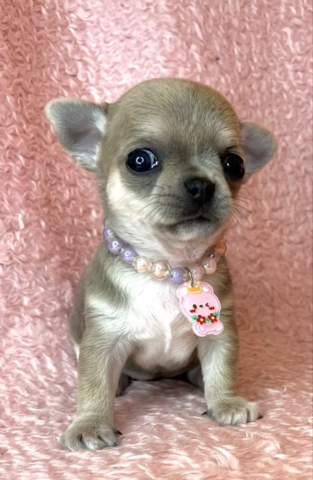 Chihuahua Femea Pequenina