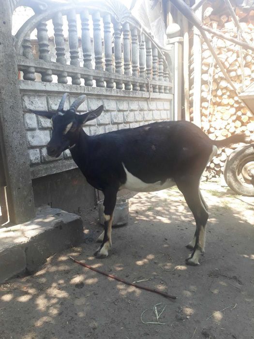 Продам молоду козу.