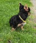Sunia szczeniaczek . Yorkshire terrier  York wyprawka chip odbior