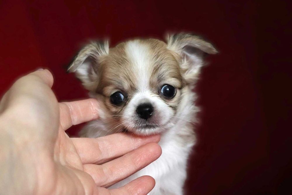 Prześliczna  sunia chihuahua długowłosa SCARLETT  FCI ZKwP