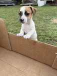 Śliczna suczka Jack russell terrier