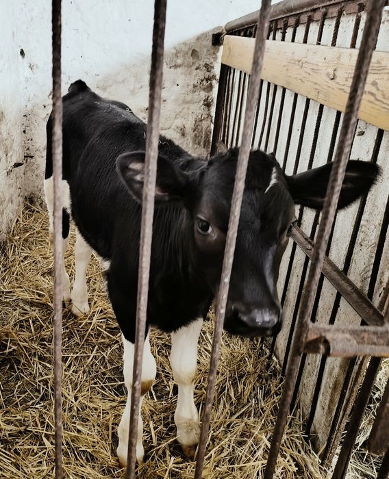 Cielak - Byczek - HF