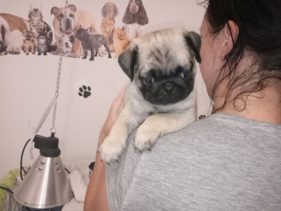 Mops mopsiczki  mopsy