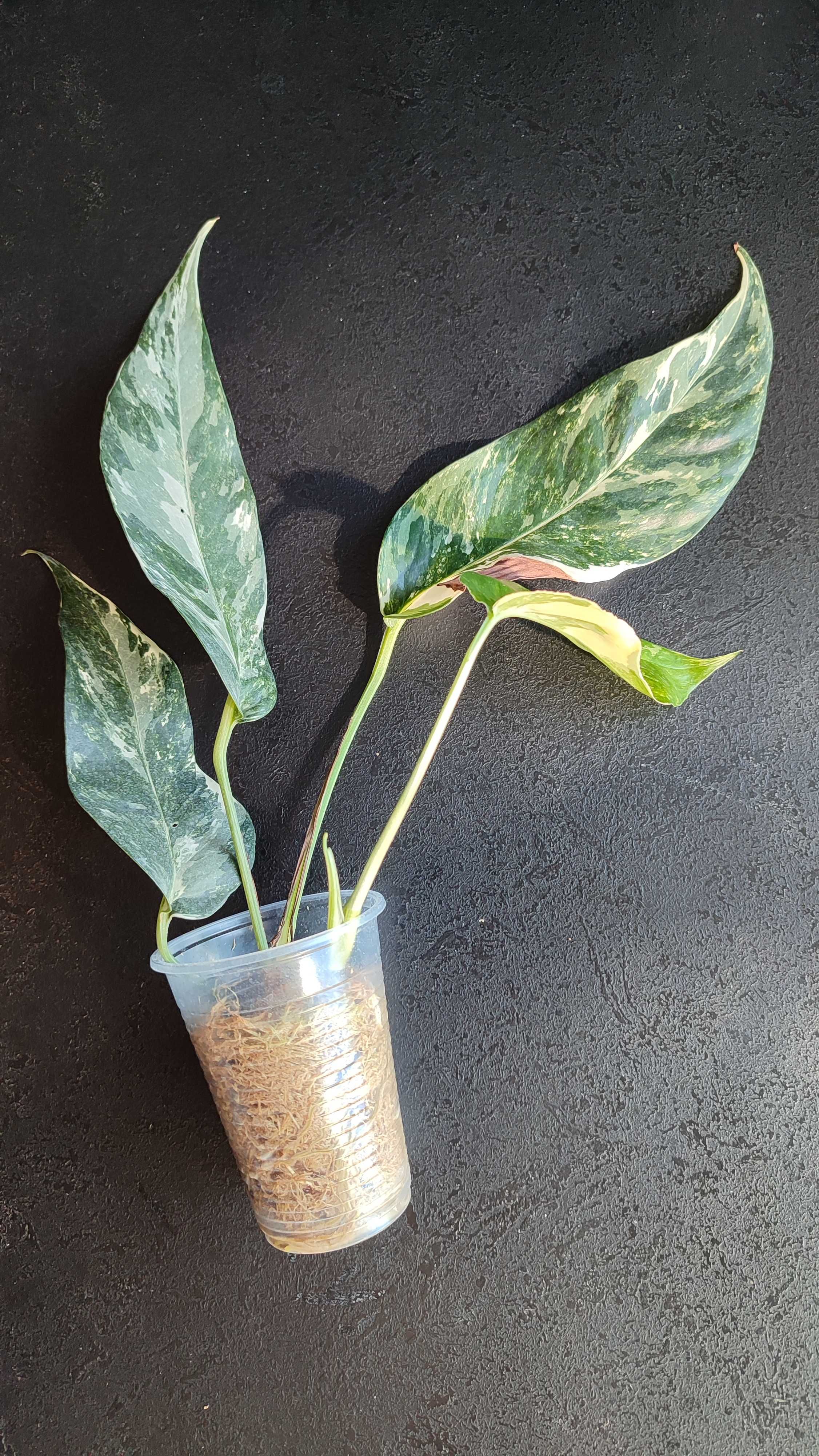 Monstera Epipremnum pinnatum variegated