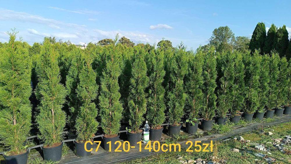 Tuja szmaragd 115 - 125cm Producent Transport