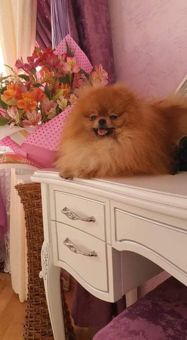 Вязка, померанский шпиц