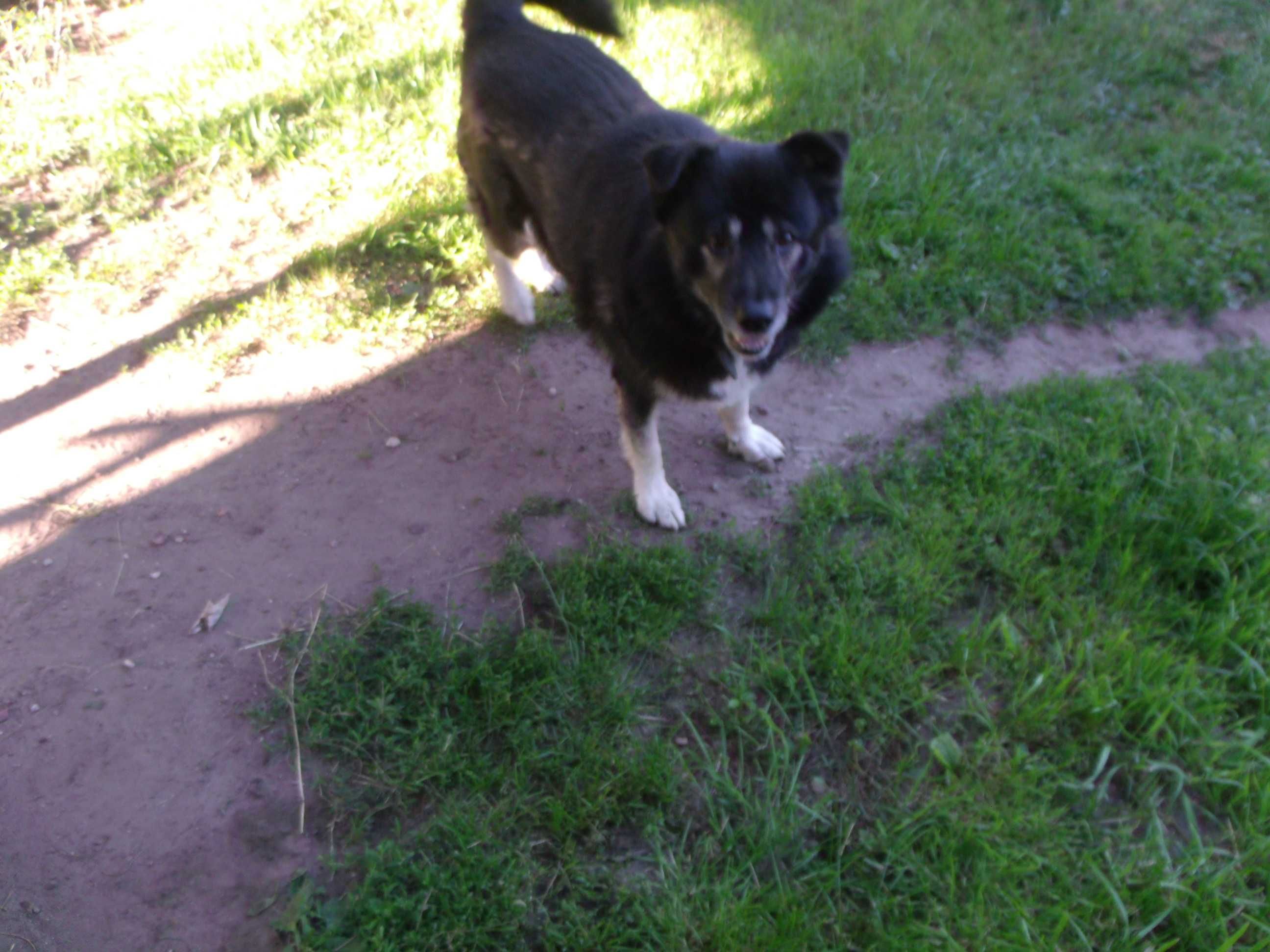 Oddam za darmo 2 psy do adopcji