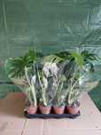 Monstera deliciosa Monstera dziurawa 50cm WYSYŁKA