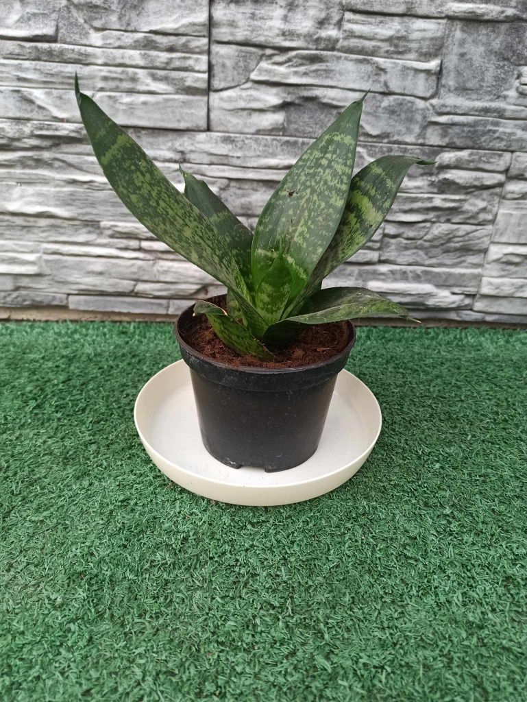 Kwiat roślina kwiatek kwiatki Sansevieria (języki teściowej, wężownica