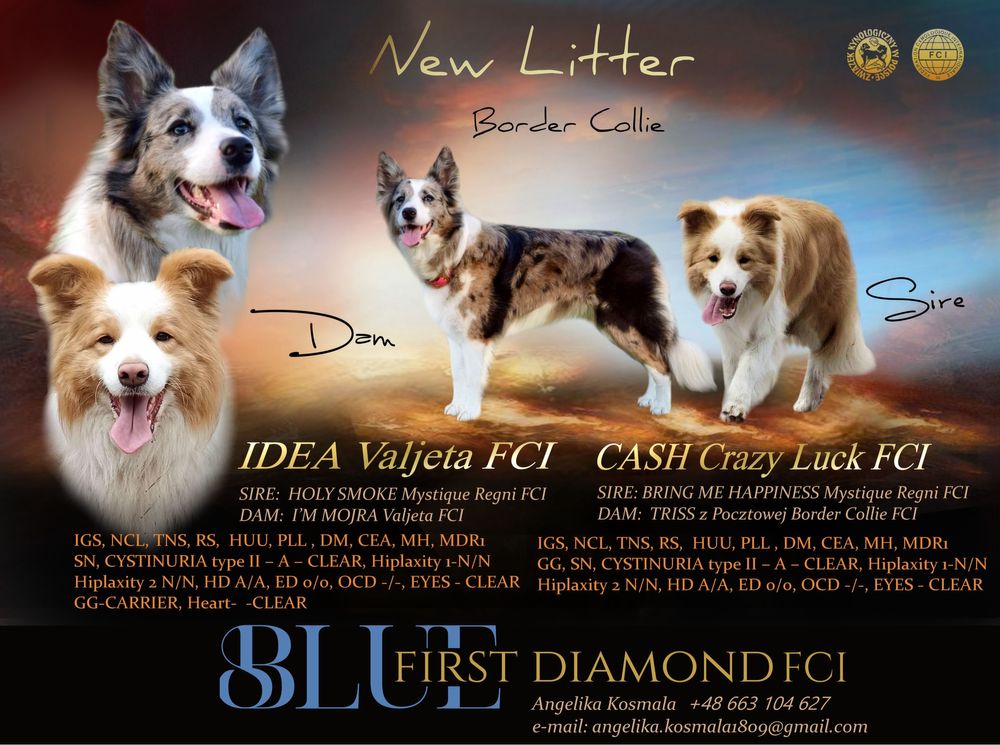 Border Collie  foczo biała ZKwP / FCI