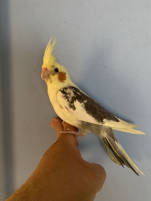 Caturra domesticada- macho