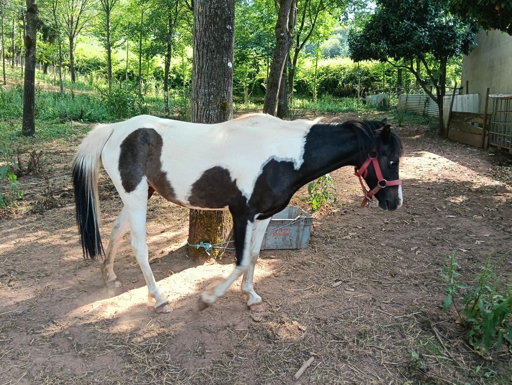 Pônei Holandesa Fêmea