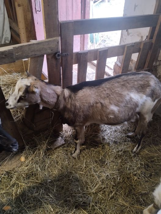 Коза дійна 2 роки